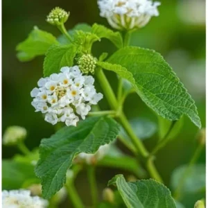 Live Lantana Plant - 4 to 6 Inches Tall - White Lantana