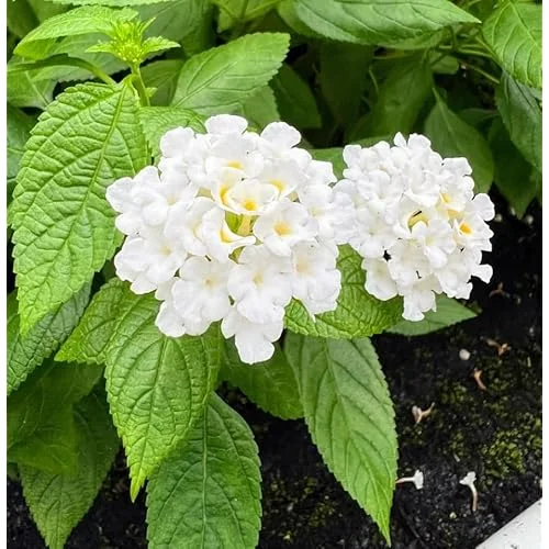 Live Lantana Plant - 4 to 6 Inches Tall - White Lantana