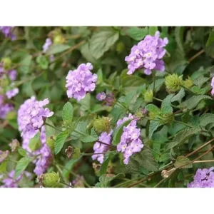 Live Lantana Plant - Lantana Camara Plant - Lavender - Colorful Garden Shrub- 4 to 6 Inch Tall