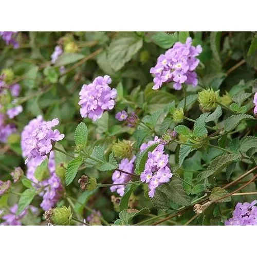 Live Lantana Plant - Lantana Camara Plant - Lavender - Colorful Garden Shrub- 4 to 6 Inch Tall