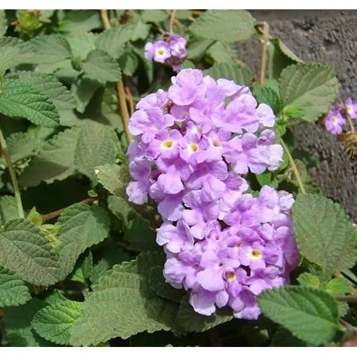 Live Lantana Plant - Lantana Camara Plant - Lavender - Colorful Garden Shrub- 4 to 6 Inch Tall