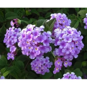 Live Lantana Plant - Lantana Camara Plant - Lavender - Colorful Garden Shrub- 4 to 6 Inch Tall