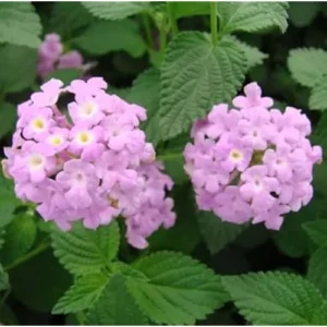 Live Lantana Plant - Lantana Camara Plant - Lavender - Colorful Garden Shrub- 4 to 6 Inch Tall