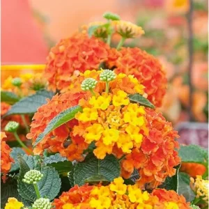 Live Lantana Plants - 4 to 6 Inch Tall - Orange Variety Lantana Camara Plant