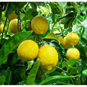 Live Lemon Tree Meyers Variety - 2-3 Inch Tall, 4 Inch Pot, Cold Hardy