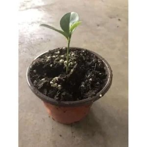 Live Lemon Tree Meyers Variety - 2-3 Inch Tall, 4 Inch Pot, Cold Hardy