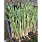 Live Lemongrass Plants - 30 Pack, Well-Rooted, 5 to 7 Inches, Perennial