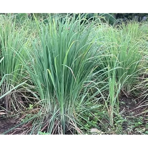 Live Lemongrass Plants - 30 Pack, Well-Rooted, 5 to 7 Inches, Perennial