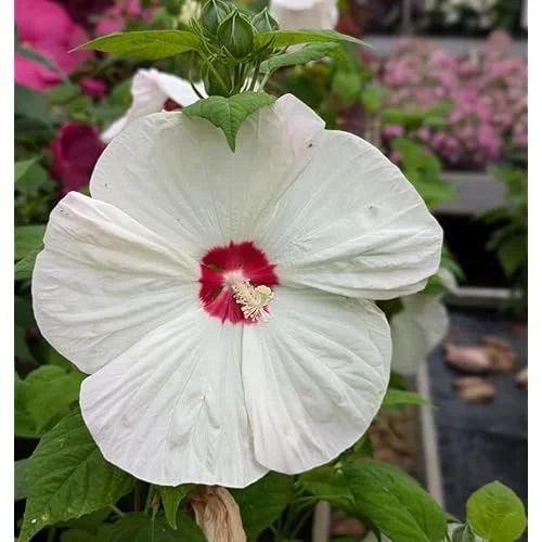 Live Mixed Color Hibiscus Moscheutos Plant - Hibiscus Luna Mix Plant 5-9" Tall - Huge Blooms