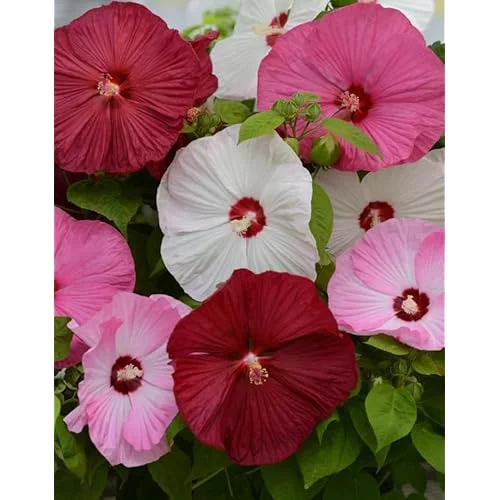 Live Mixed Color Hibiscus Moscheutos Plant - Hibiscus Luna Mix Plant 5-9" Tall - Huge Blooms