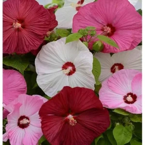 Live Mixed Color Hibiscus Moscheutos Plant - Hibiscus Luna Mix Plant 5-9