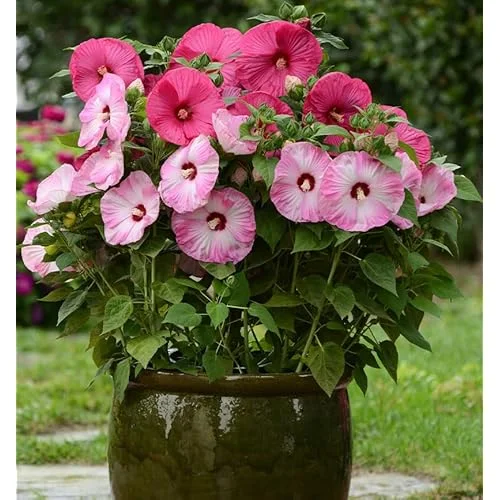 Live Mixed Color Hibiscus Moscheutos Plant - Hibiscus Luna Mix Plant 5-9" Tall - Huge Blooms