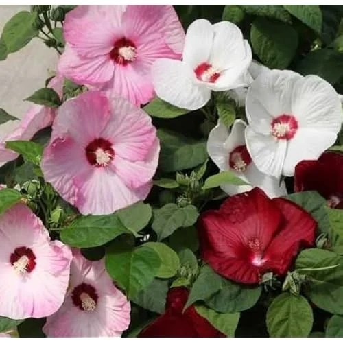 Live Mixed Color Hibiscus Moscheutos Plant - Hibiscus Luna Mix Plant 5-9" Tall - Huge Blooms