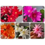 Live Mixed Colors Easter Cactus - 5-6 Inch Rhipsalidopsis Flower Cactus Plant