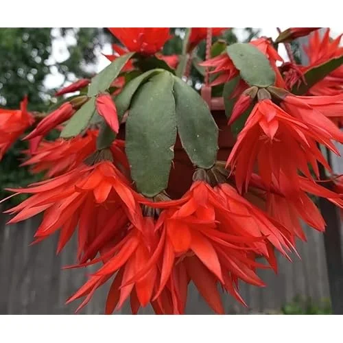 Live Mixed Colors Easter Cactus - 5-6 Inch Rhipsalidopsis Flower Cactus Plant