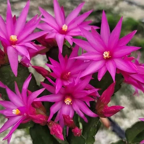 Live Mixed Colors Easter Cactus - 5-6 Inch Rhipsalidopsis Flower Cactus Plant
