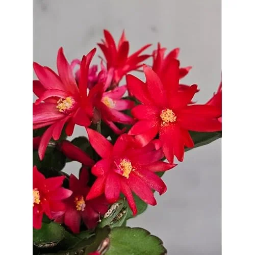 Live Mixed Colors Easter Cactus - 5-6 Inch Rhipsalidopsis Flower Cactus Plant