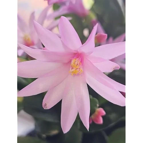 Live Mixed Colors Easter Cactus - 5-6 Inch Rhipsalidopsis Flower Cactus Plant