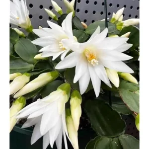 Live Mixed Colors Easter Cactus - 5-6 Inch Rhipsalidopsis Flower Cactus Plant