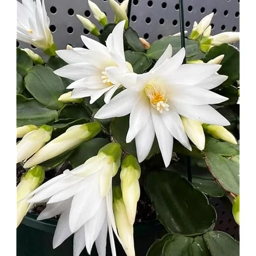 Live Mixed Colors Easter Cactus - 5-6 Inch Rhipsalidopsis Flower Cactus Plant