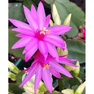 Live Mixed Colors Easter Cactus - 5-6 Inch Rhipsalidopsis Flower Cactus Plant