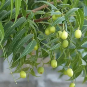 Live Neem Plant - 8-12 Inch Neem Tree Plant Azadirachta Indica in Half Gallon Pot