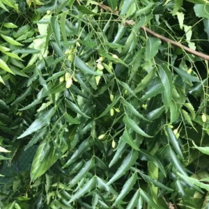 Live Neem Plant - 8-12 Inch Neem Tree Plant Azadirachta Indica in Half Gallon Pot