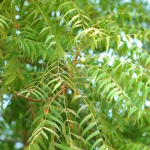 Live Neem Plant - 8-12 Inch Neem Tree Plant Azadirachta Indica in Half Gallon Pot