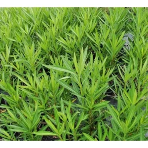 Live Oleander Red Plant - Hardy Oleander Shrub - Red Blooming Flowers