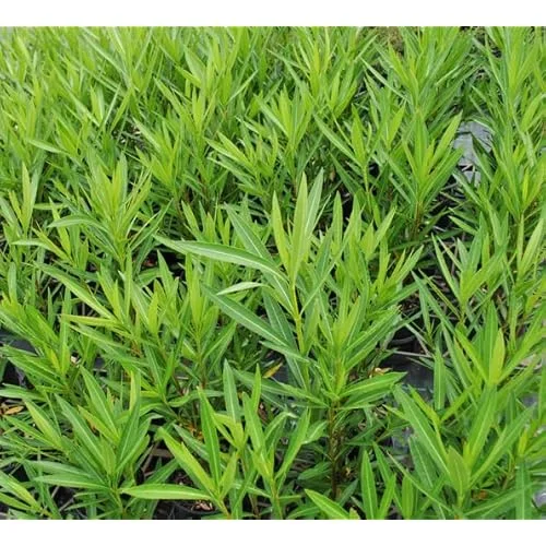 Live Oleander Red Plant - Hardy Oleander Shrub - Red Blooming Flowers