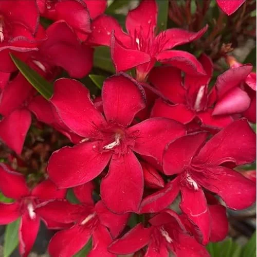 Live Oleander Red Plant - Hardy Oleander Shrub - Red Blooming Flowers