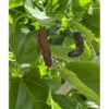 Live Pakistan Mulberry Tree Plant - 6 Inch Pot - Sweet Black Mulberries
