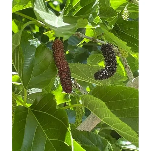 Live Pakistan Mulberry Tree Plant - 6 Inch Pot - Sweet Black Mulberries