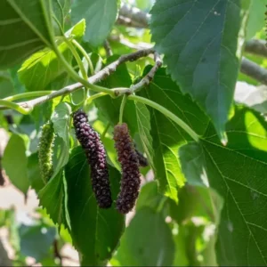 Live Pakistan Mulberry Tree Plant - 6 Inch Pot - Sweet Black Mulberries