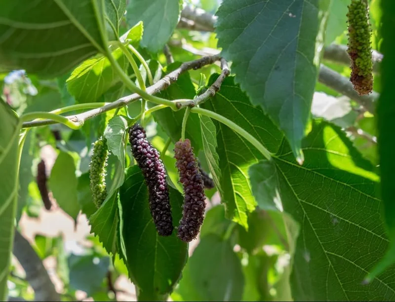 Live Pakistan Mulberry Tree Plant - 6 Inch Pot - Sweet Black Mulberries