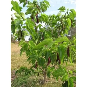 Live Pakistan Mulberry Tree Plant - 6 Inch Pot - Sweet Black Mulberries