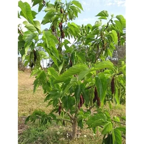 Live Pakistan Mulberry Tree Plant - 6 Inch Pot - Sweet Black Mulberries