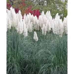 Live Pampas Grass Plant - White Ornamental Grass - 9-12 Inch