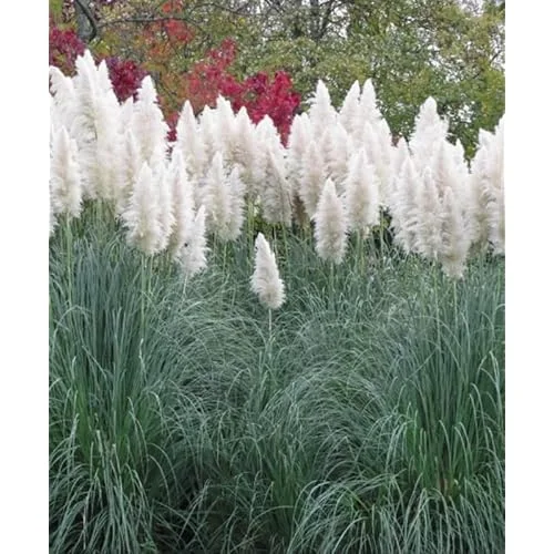 Live Pampas Grass Plant - White Ornamental Grass - 9-12 Inch
