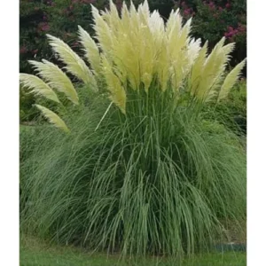 Live Pampas Grass Plant - White Ornamental Grass - 9-12 Inch