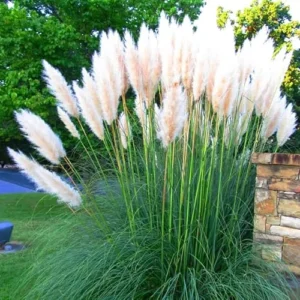 Live Pampas Grass Plant - White Ornamental Grass - 9-12 Inch