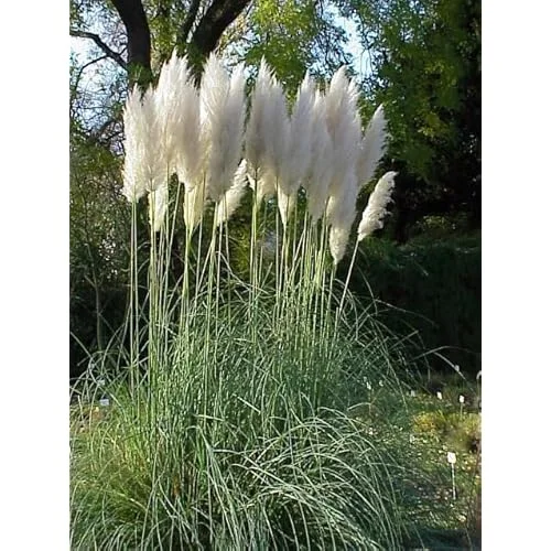 Live Pampas Grass Plant - White Ornamental Grass - 9-12 Inch
