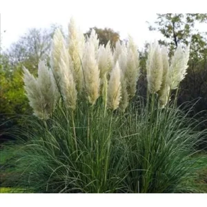 Live Pampas Grass Plant - White Ornamental Grass - 9-12 Inch
