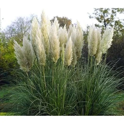 Live Pampas Grass Plant - White Ornamental Grass - 9-12 Inch