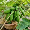 Live Papaya Plant - Sweet Papaya Tree - 14-16 Inch - Half Gallon Pot