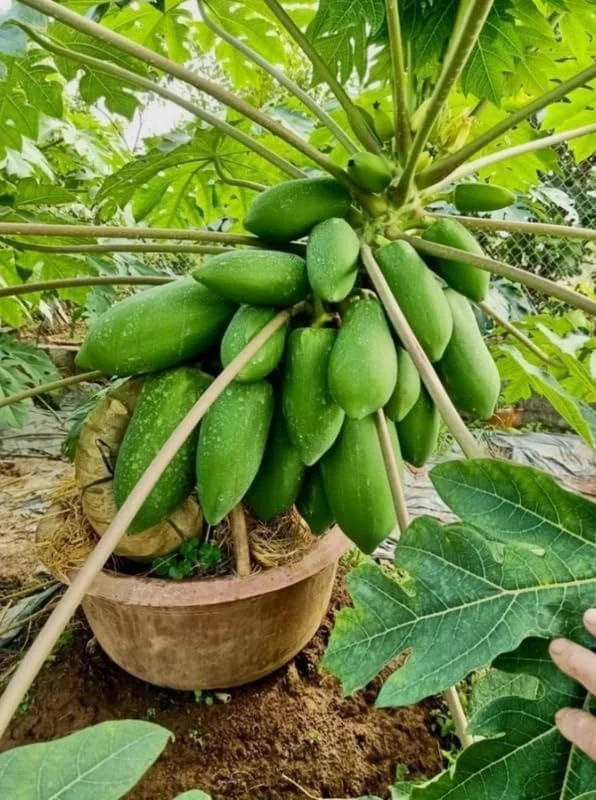 Live Papaya Plant - Sweet Papaya Tree - 14-16 Inch - Half Gallon Pot
