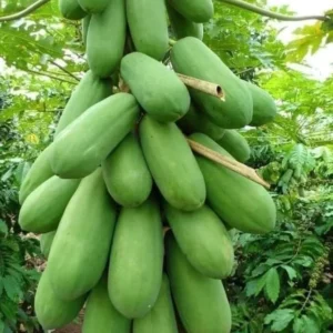 Live Papaya Plant - Sweet Papaya Tree - 14-16 Inch - Half Gallon Pot