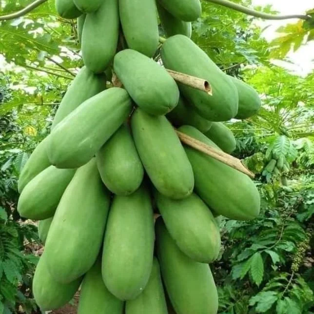 Live Papaya Plant - Sweet Papaya Tree - 14-16 Inch - Half Gallon Pot