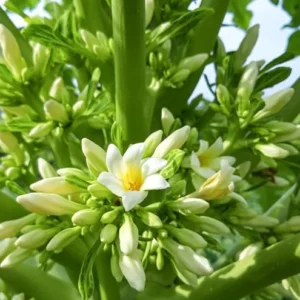 Live Papaya Plant - Sweet Papaya Tree - 14-16 Inch - Half Gallon Pot