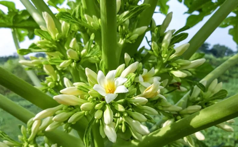 Live Papaya Plant - Sweet Papaya Tree - 14-16 Inch - Half Gallon Pot